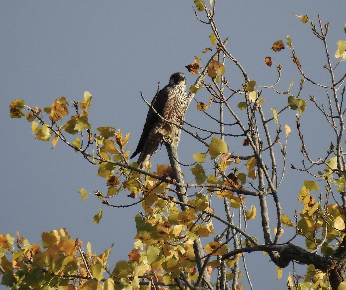 Peregrine Falcon - Laurie  Keefe