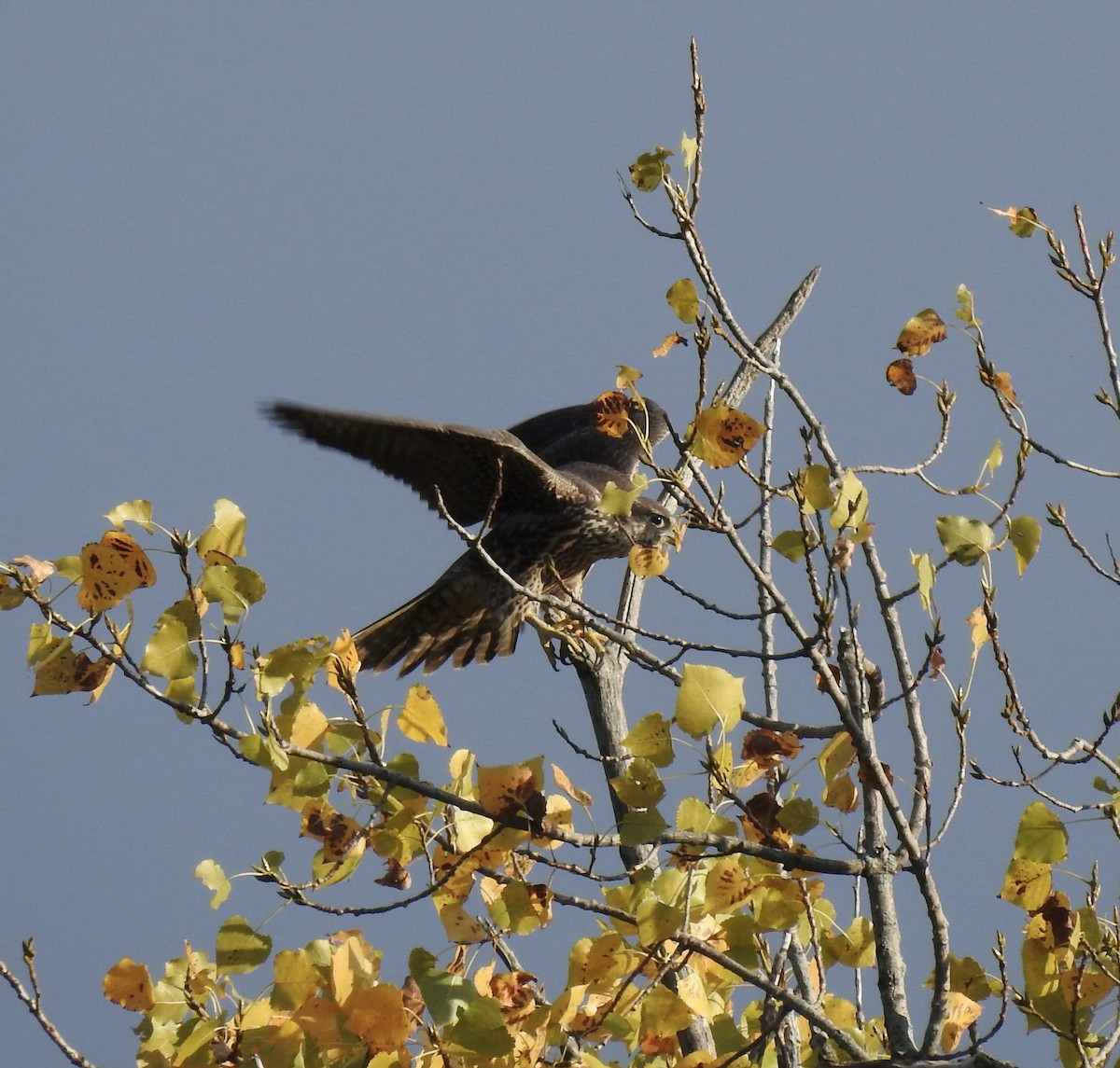 Peregrine Falcon - ML267740251