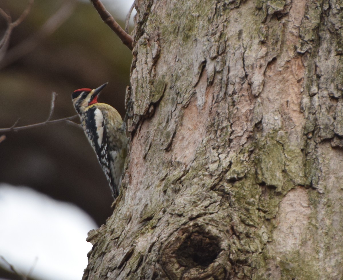 Yellow-bellied Sapsucker - Paul Clifford