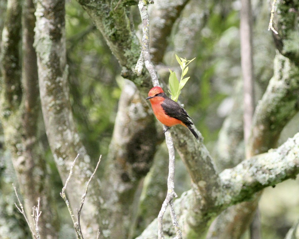 Vermilion Flycatcher (obscurus Group) - ML267741341