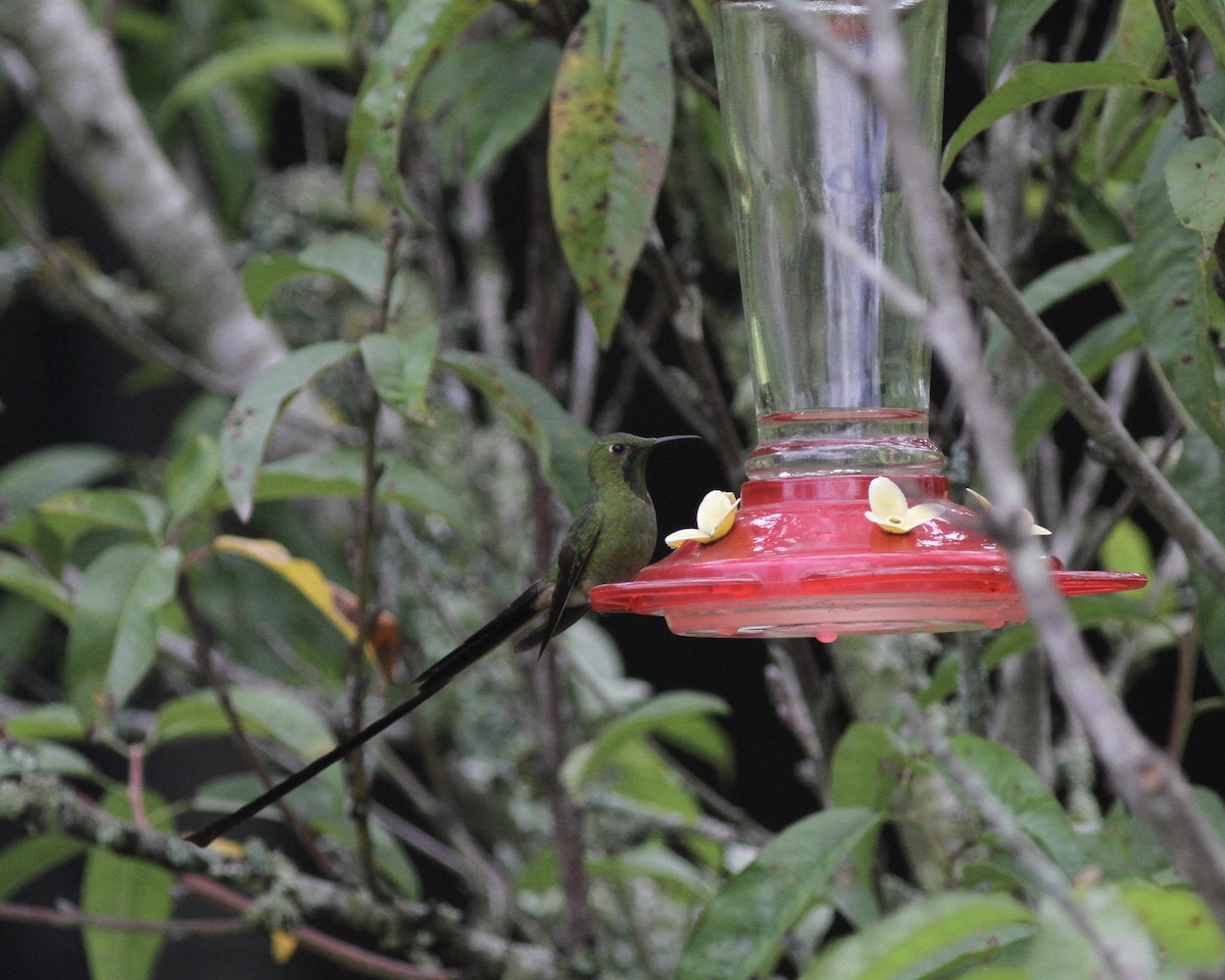 Black-tailed Trainbearer - ML267741451