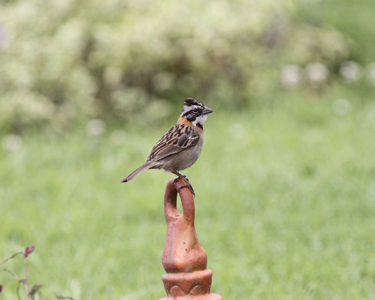 Rufous-collared Sparrow - ML267741481