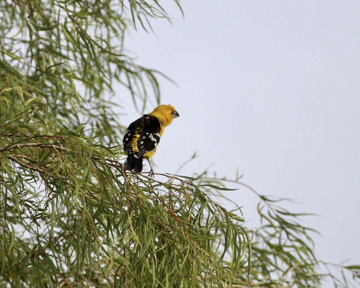 Golden Grosbeak - ML267741611