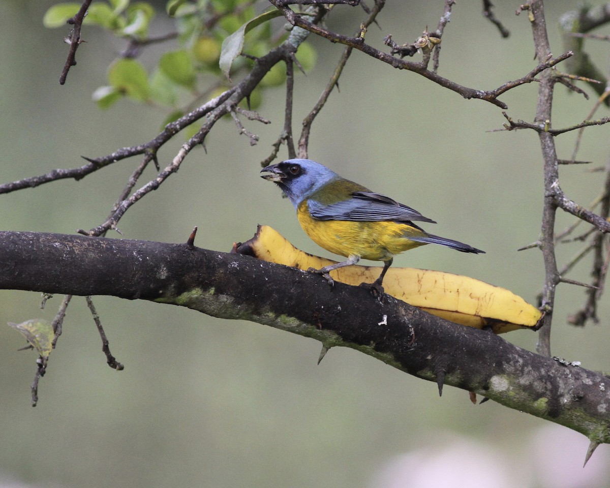 Blue-and-yellow Tanager - ML267741641