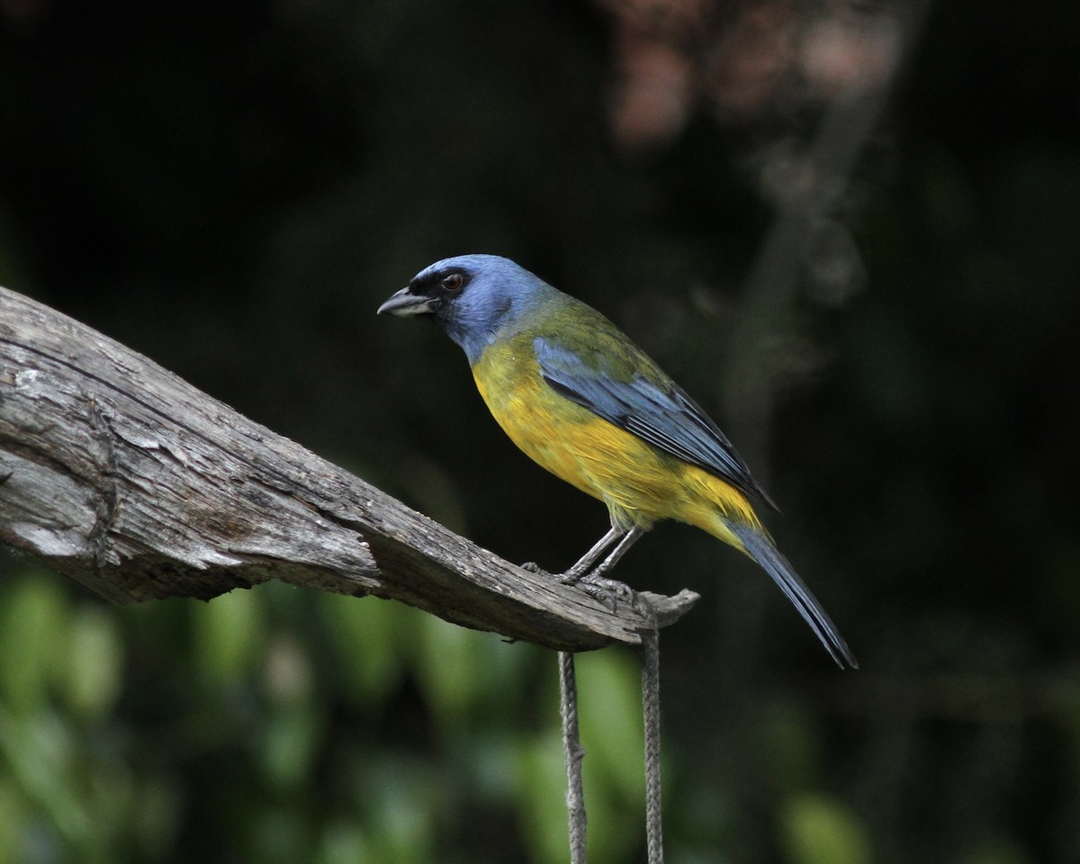 Blue-and-yellow Tanager - ML267741651