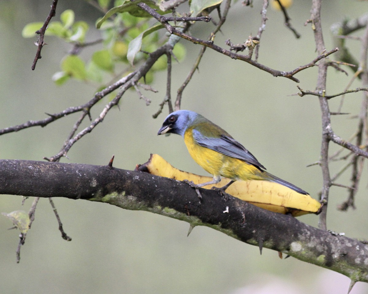 Blue-and-yellow Tanager - ML267741661