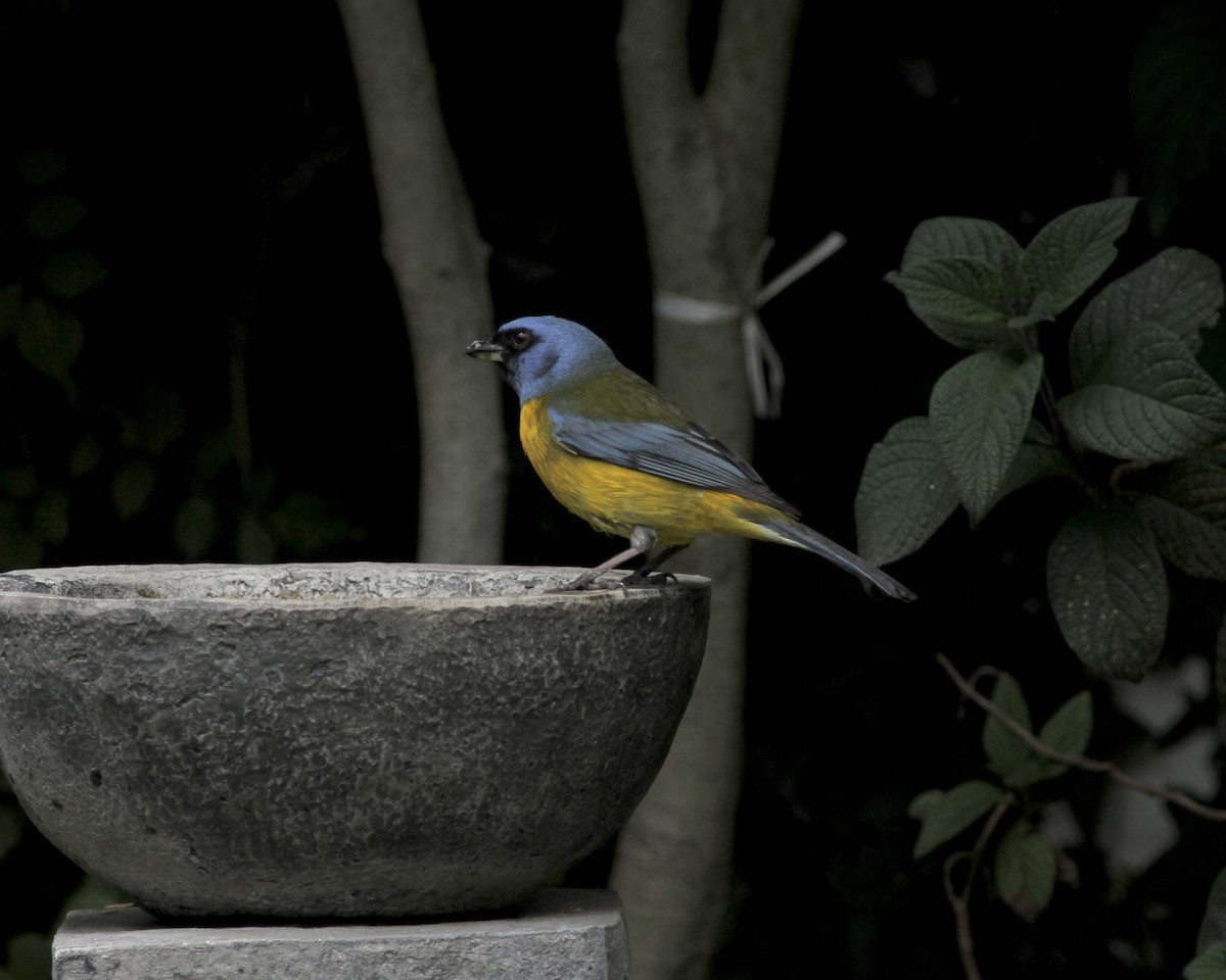 Blue-and-yellow Tanager - ML267741671