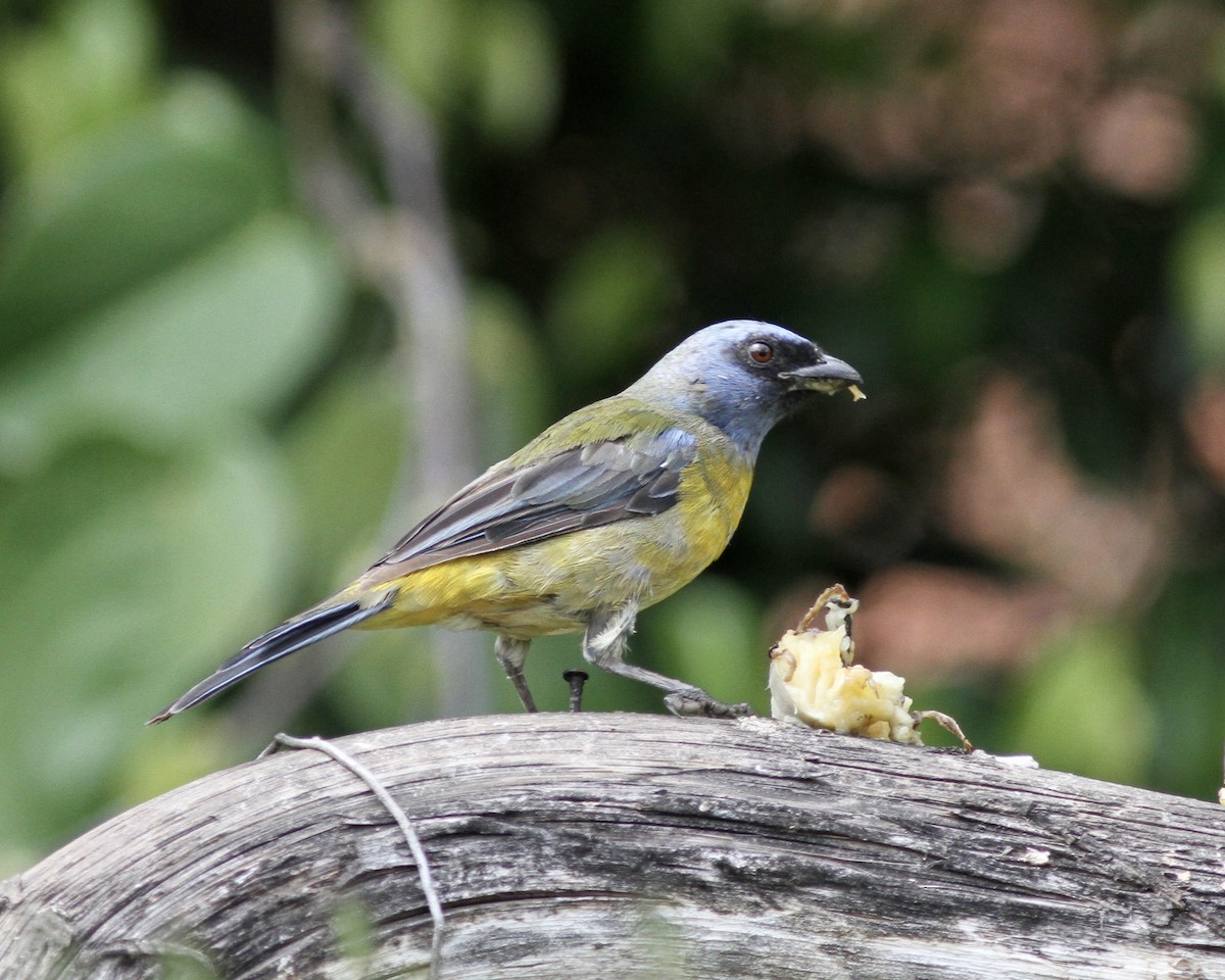 Blue-and-yellow Tanager - ML267741691