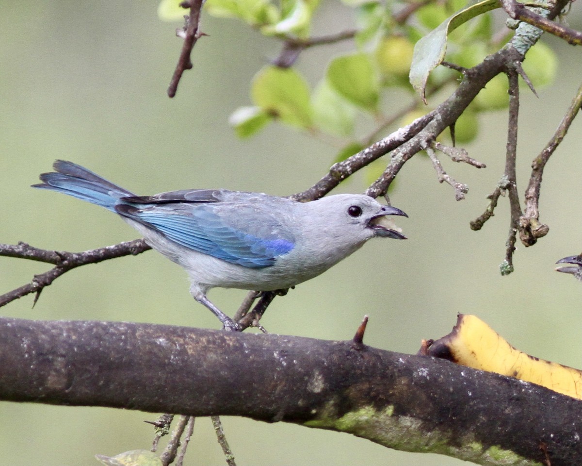 Blue-gray Tanager - ML267741751