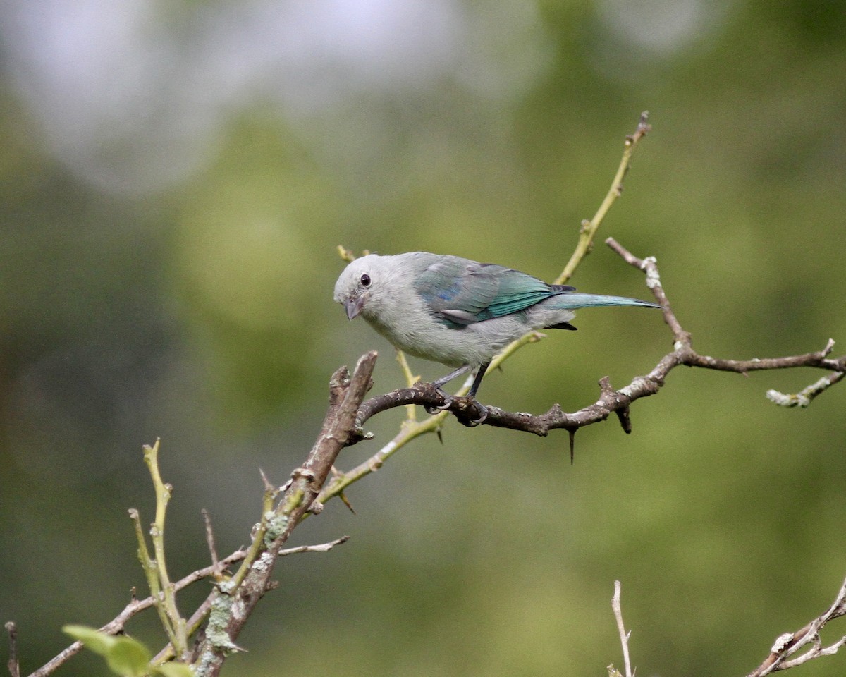 Blue-gray Tanager - Sam Shaw