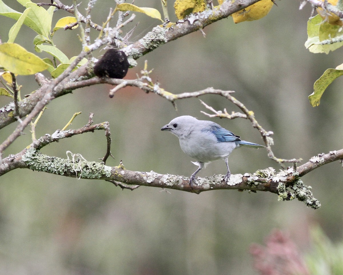 Blue-gray Tanager - ML267741781