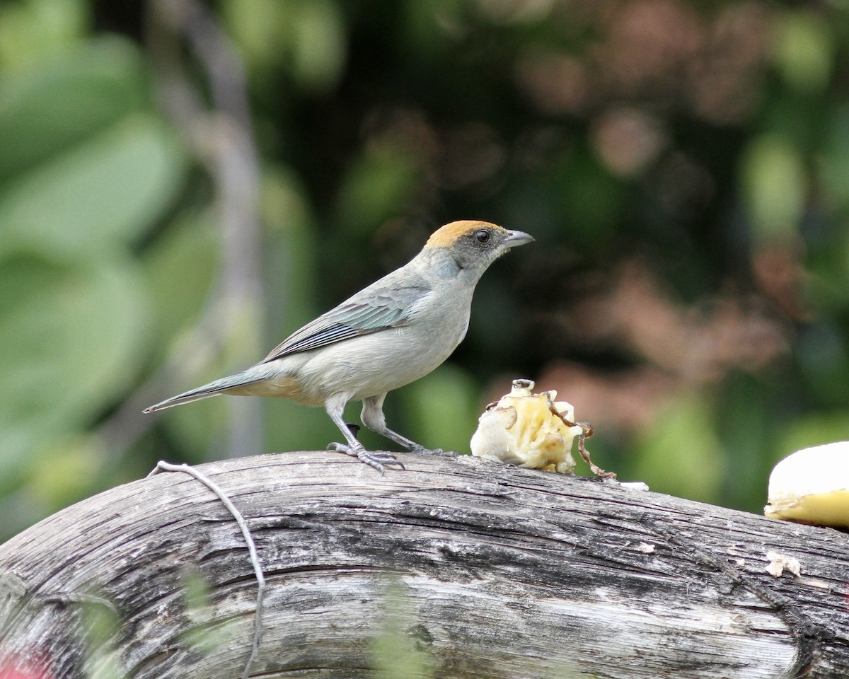 Scrub Tanager - ML267741931