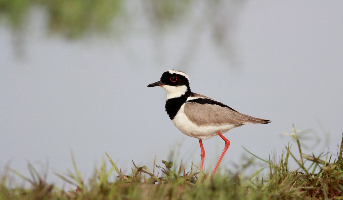 Pied Plover - ML26774201