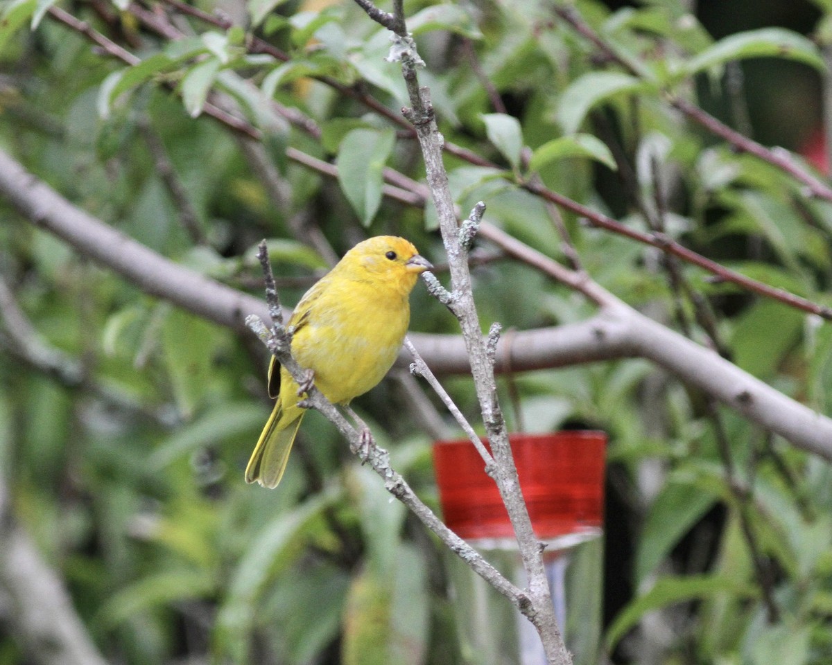 Saffron Finch - ML267742101