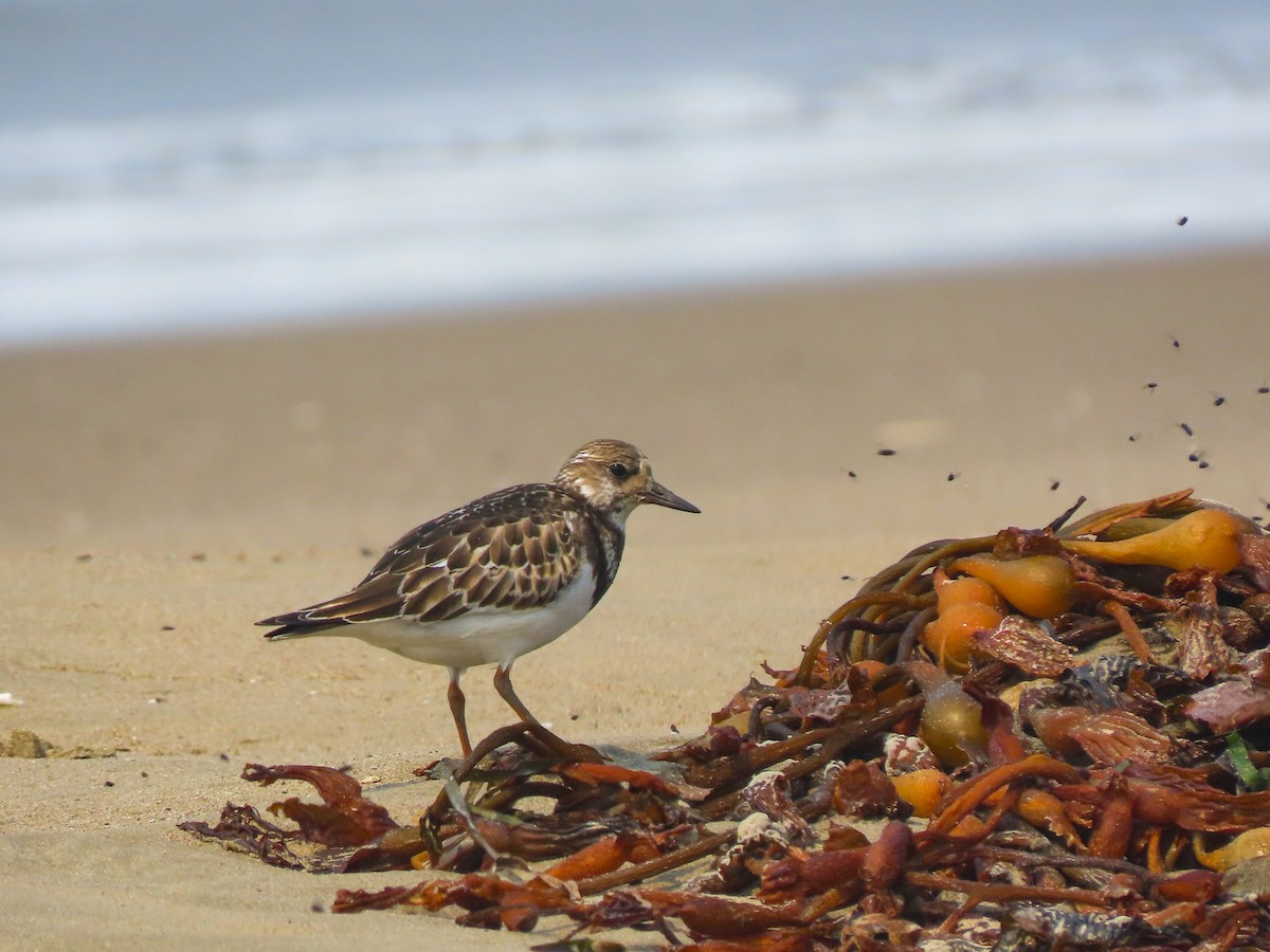 Ruddy Turnstone - Herb Elliott