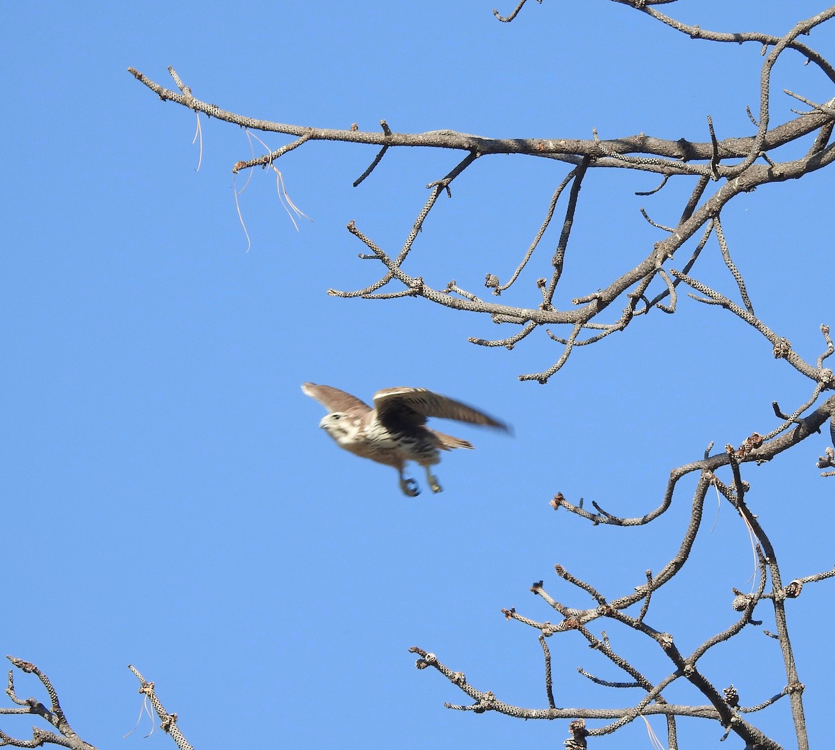 Prairie Falcon - ML267743391