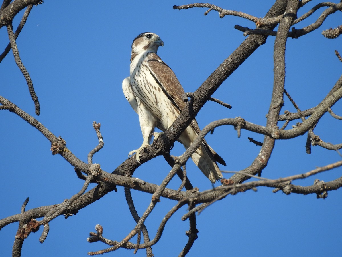 Prairie Falcon - Bob Sizoo