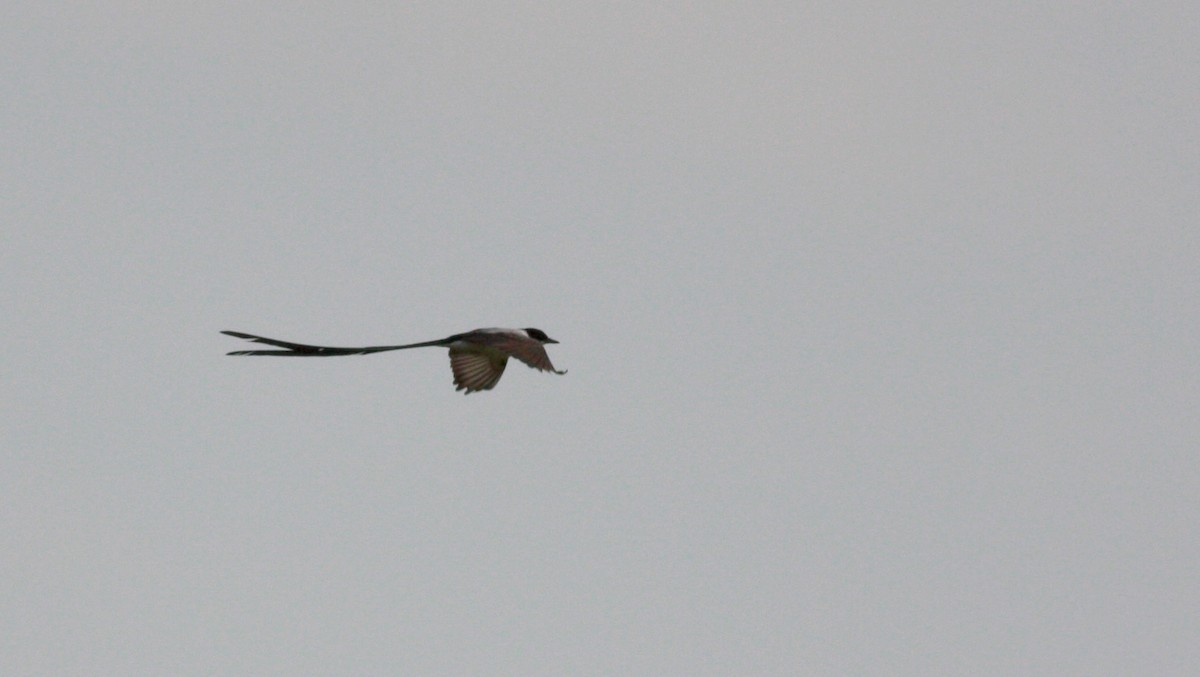 Fork-tailed Flycatcher - Jay McGowan