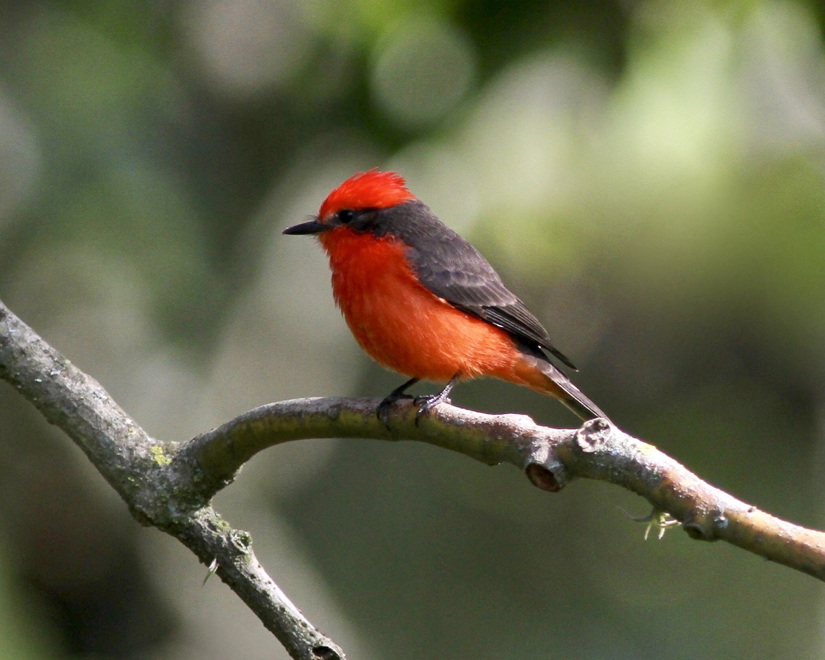 Vermilion Flycatcher - ML267745331