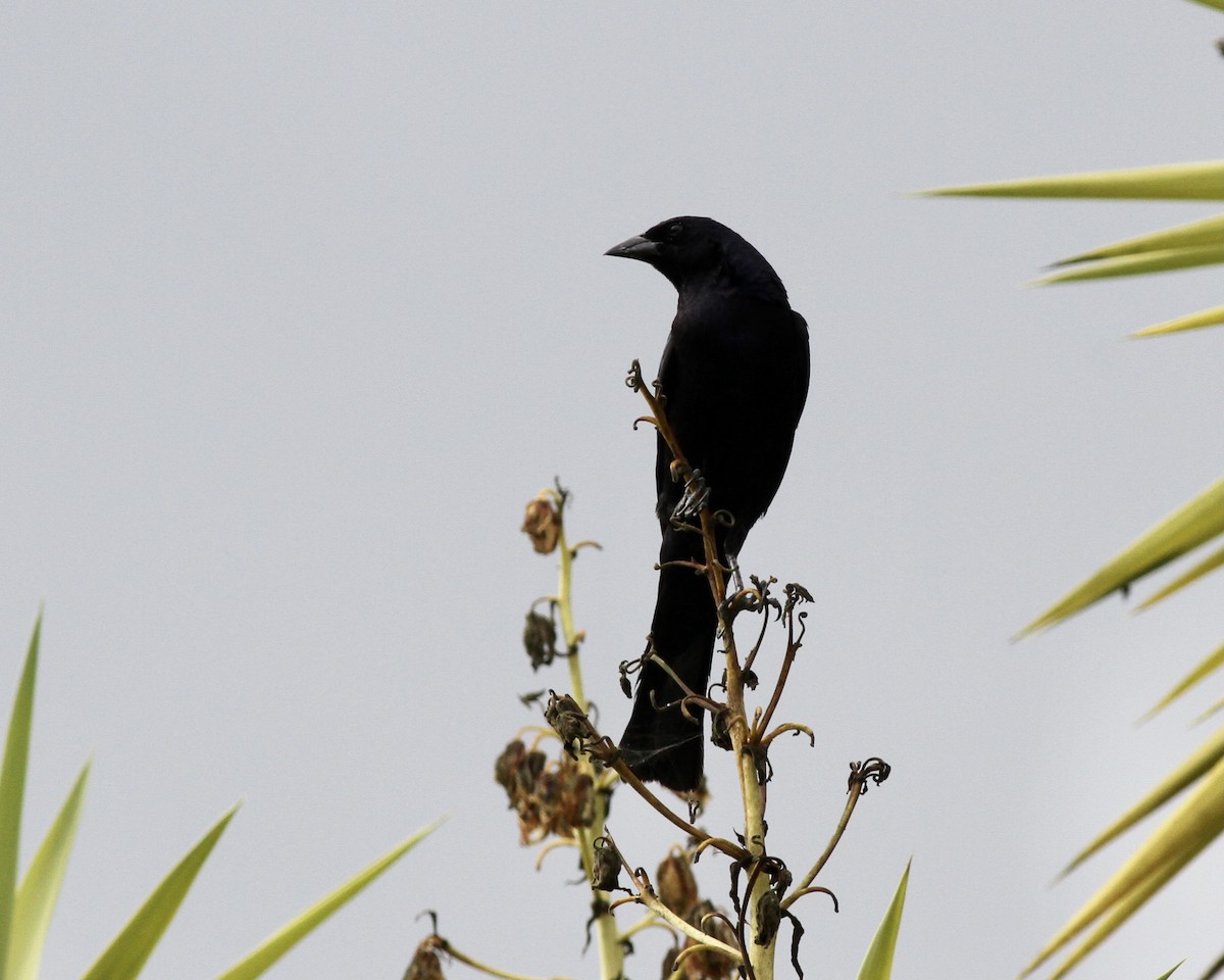 Shiny Cowbird - ML267745681