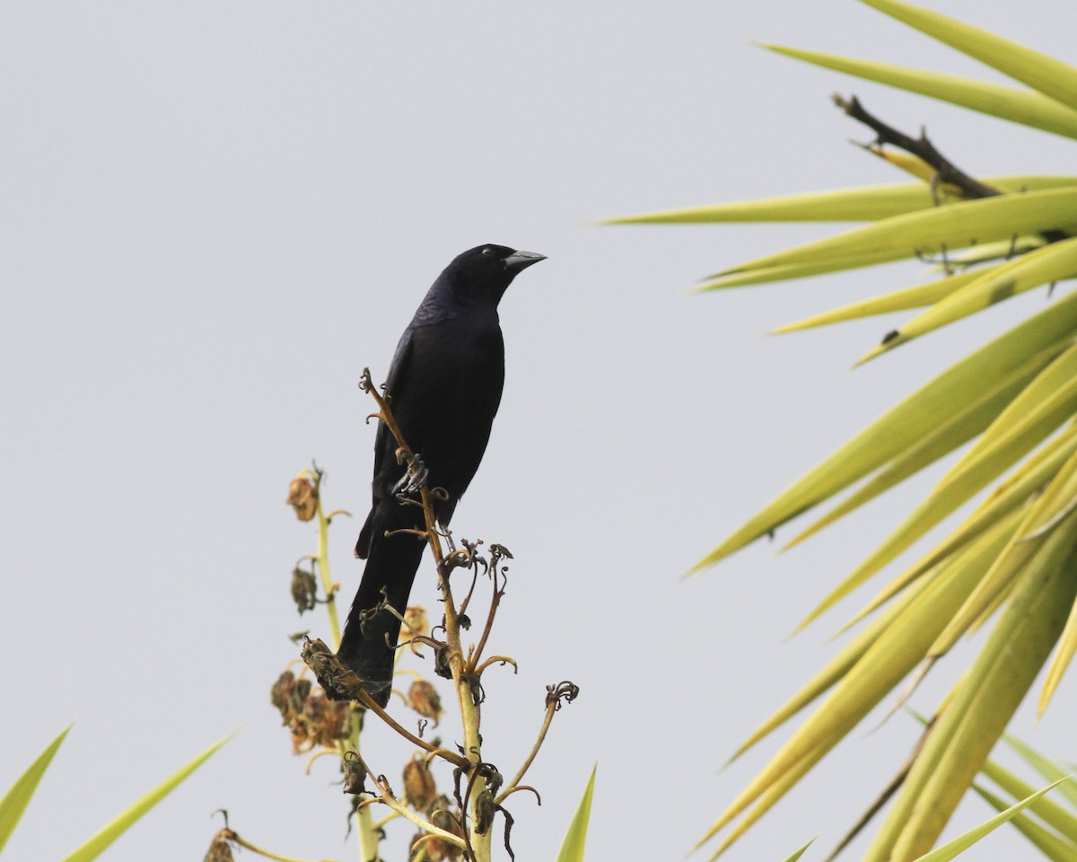 Shiny Cowbird - Sam Shaw