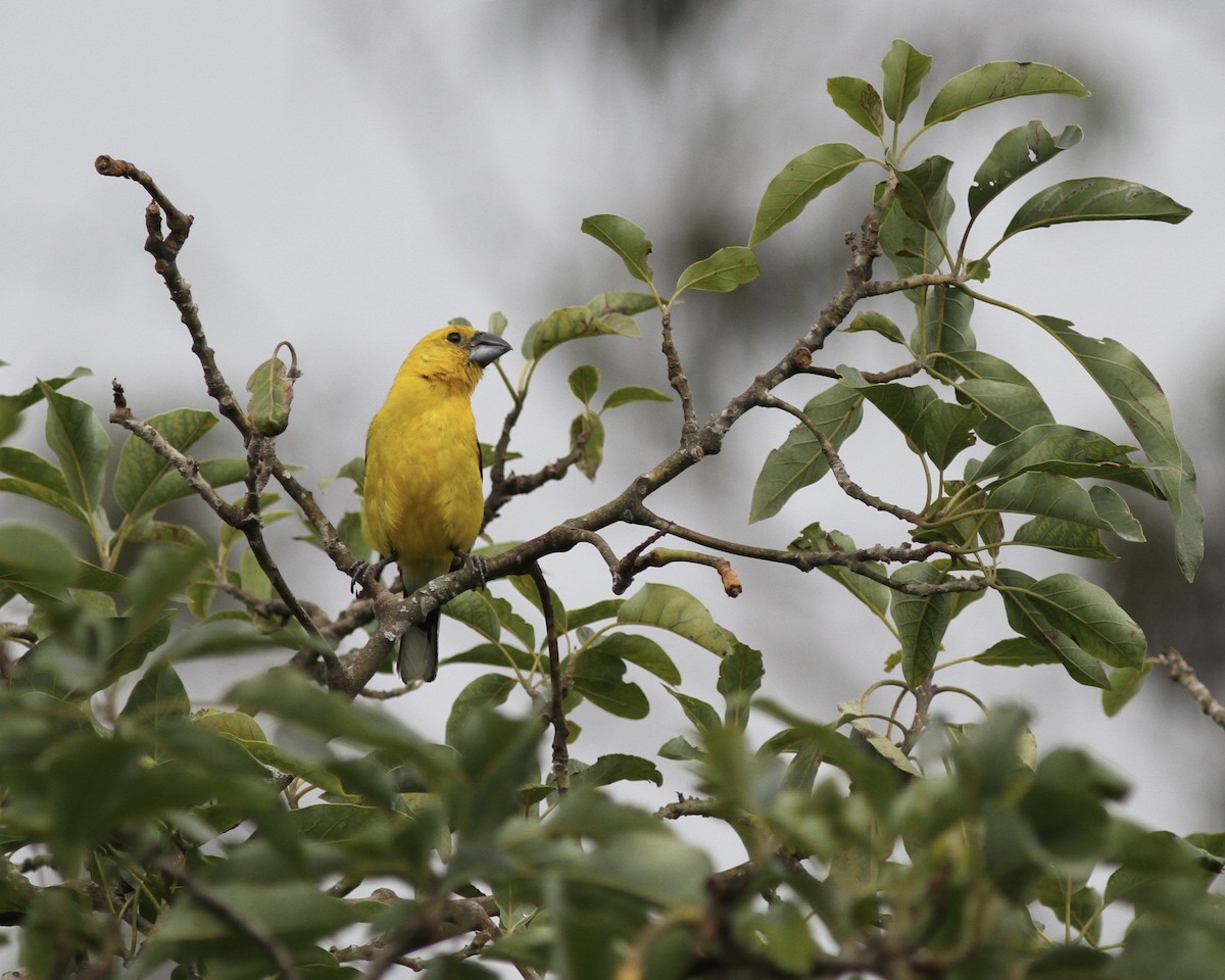 Picogrueso Ventriamarillo - ML267745861