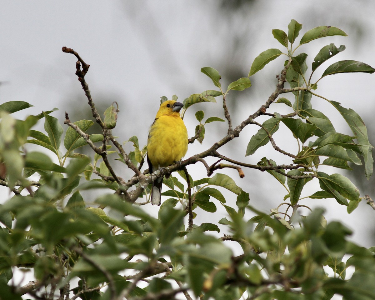 Picogrueso Ventriamarillo - ML267745871