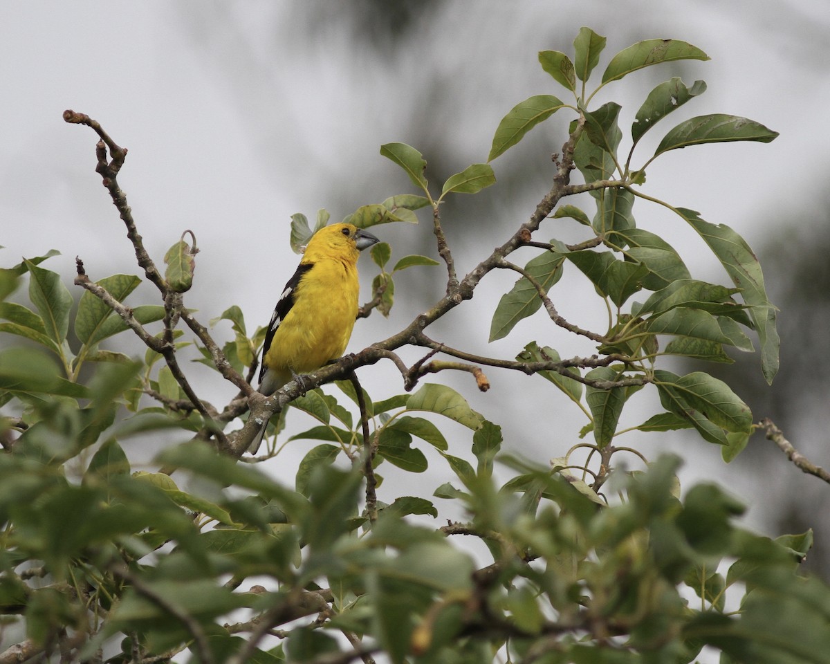 Golden Grosbeak - Sam Shaw