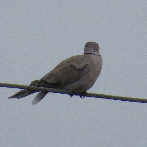 Eurasian Collared-Dove - ML26774591