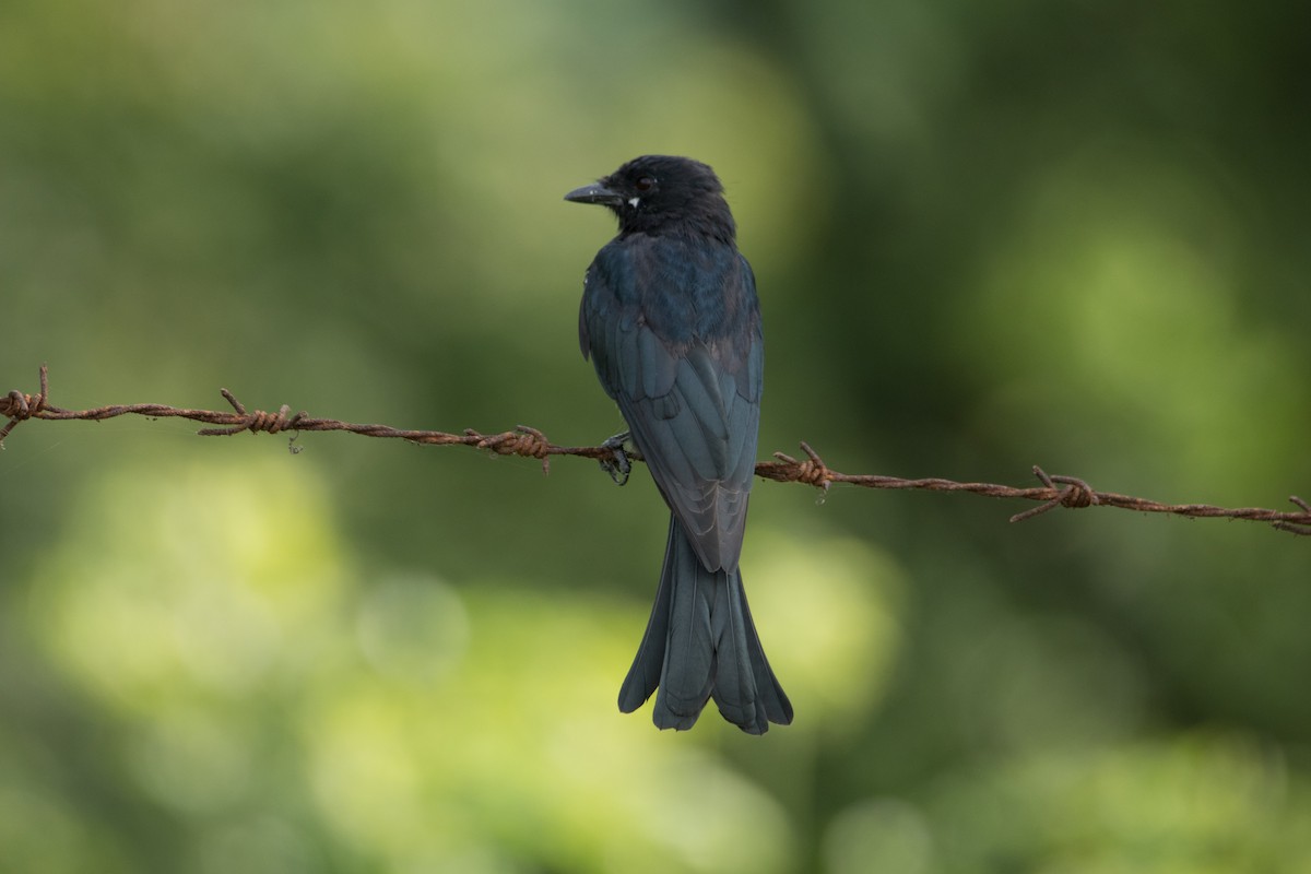 Black/Ashy Drongo - Ilyas Shaikh