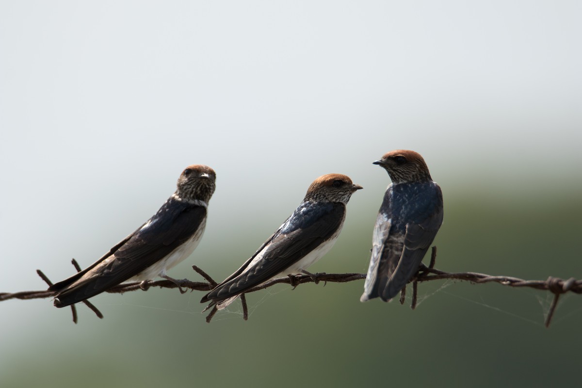 Streak-throated Swallow - Ilyas Shaikh