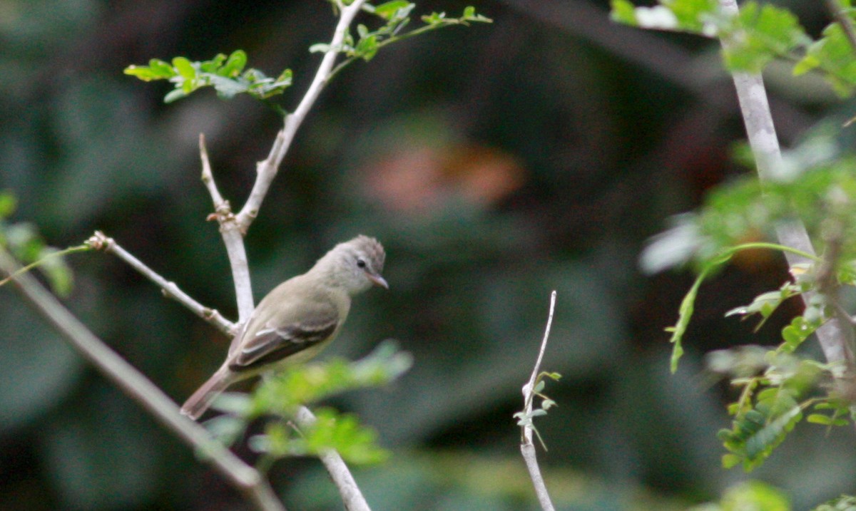 Southern Beardless-Tyrannulet (Northern) - Jay McGowan