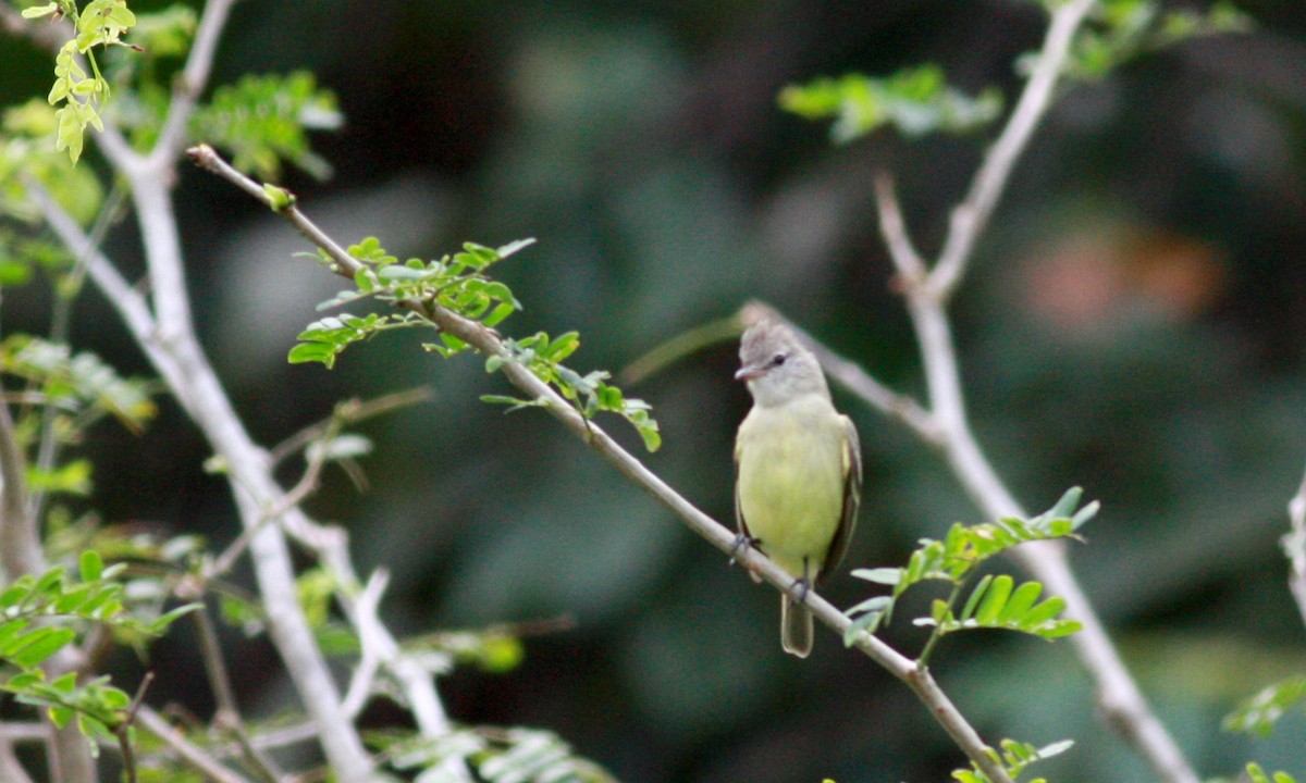 Southern Beardless-Tyrannulet (Northern) - ML26774801