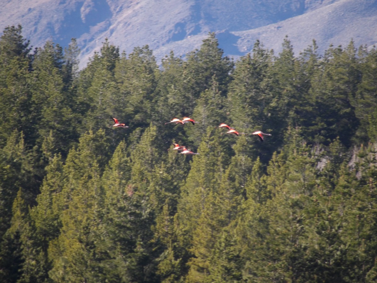 Chilean Flamingo - Juan Gabriel Gómez costantini