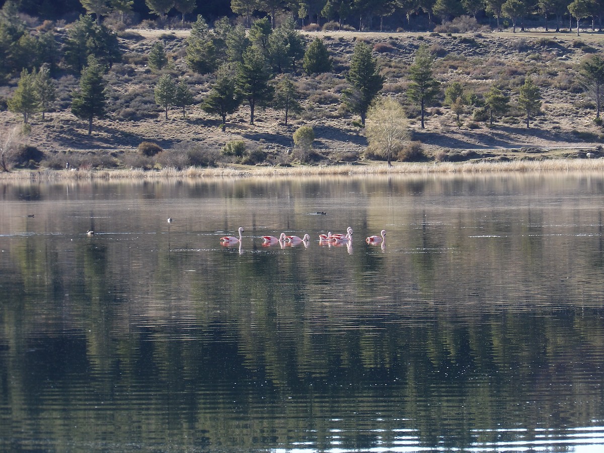 Chilean Flamingo - Juan Gabriel Gómez costantini