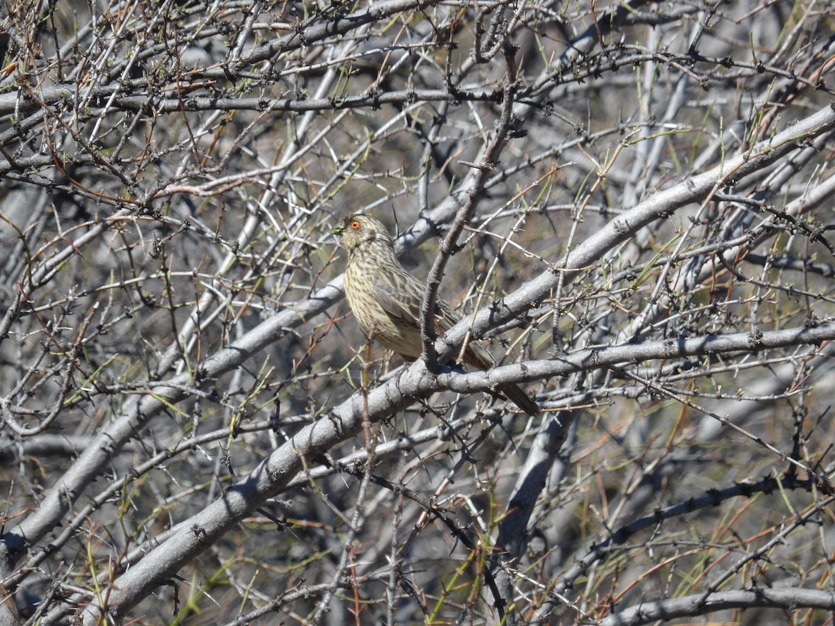 Rufous-tailed Plantcutter - Juan Gabriel Gómez costantini