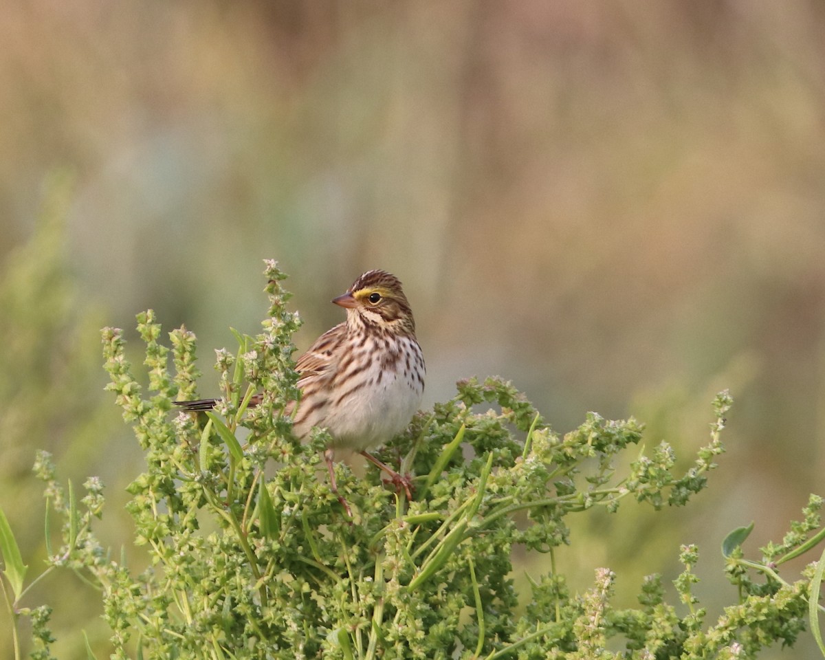Savannah Sparrow - ML267749321