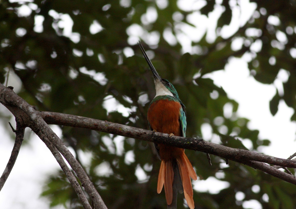 Rufous-tailed Jacamar (Rufous-tailed) - ML26774951