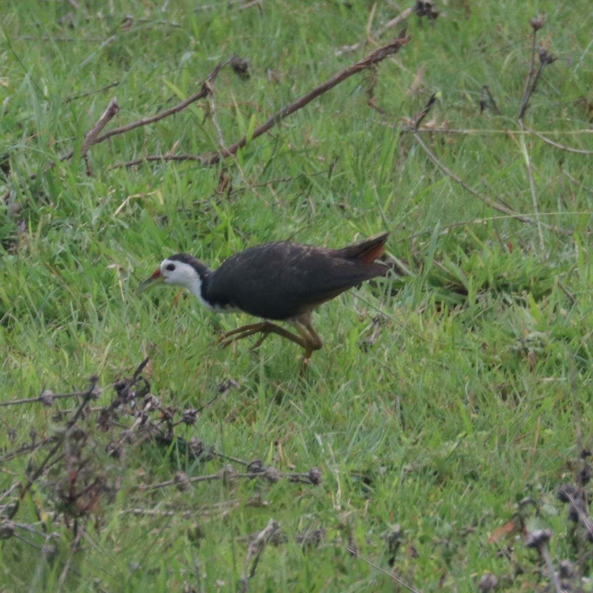 White-breasted Waterhen - ML267749831