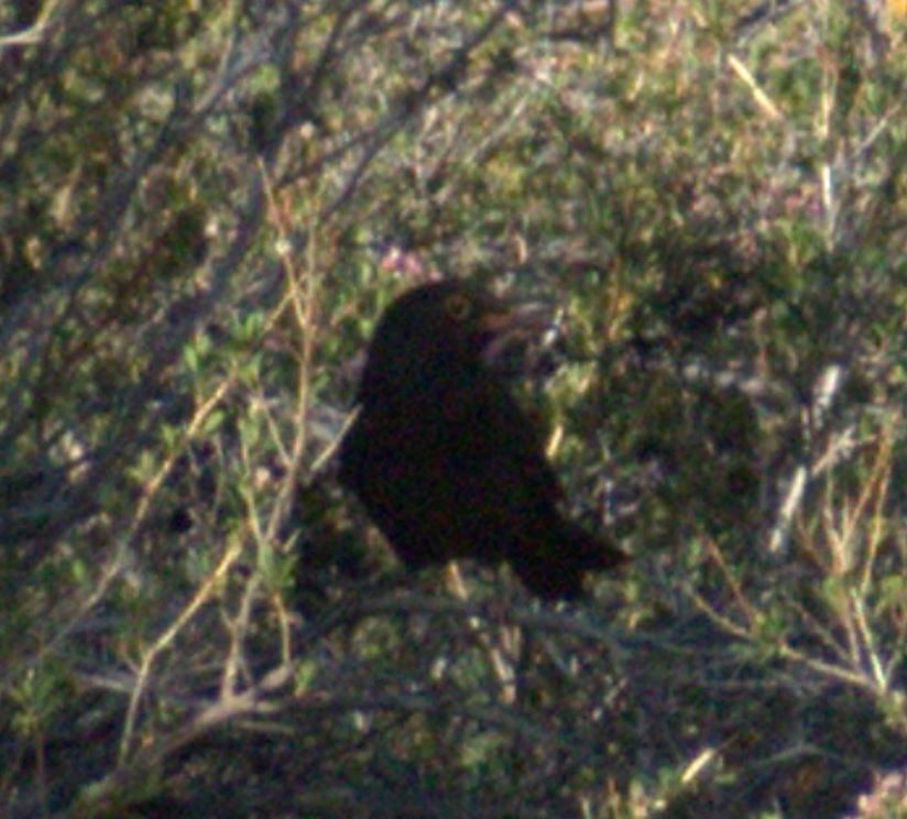 Chiguanco Thrush - ML267750661