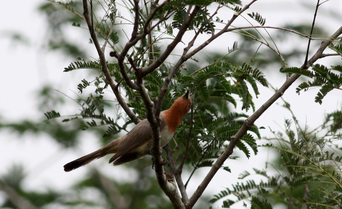 Dwarf Cuckoo - ML26775151