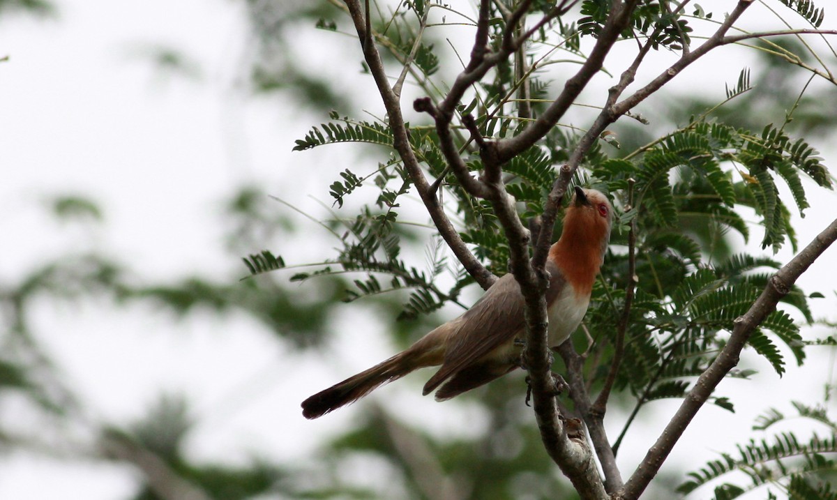 Dwarf Cuckoo - ML26775181