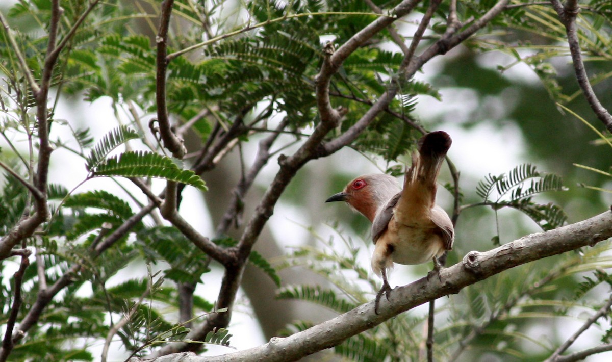 Dwarf Cuckoo - ML26775191