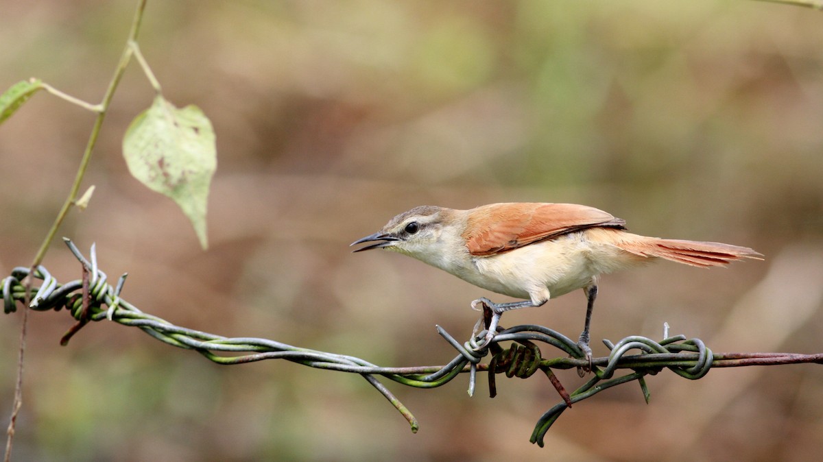 Yellow-chinned Spinetail - Jay McGowan