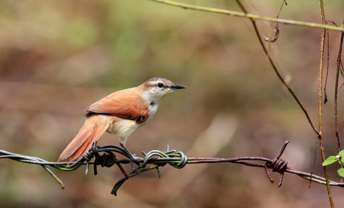 Yellow-chinned Spinetail - Jay McGowan