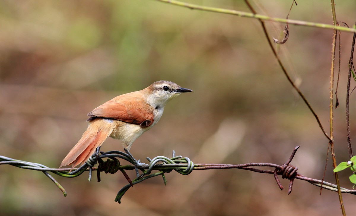 Yellow-chinned Spinetail - ML26775431