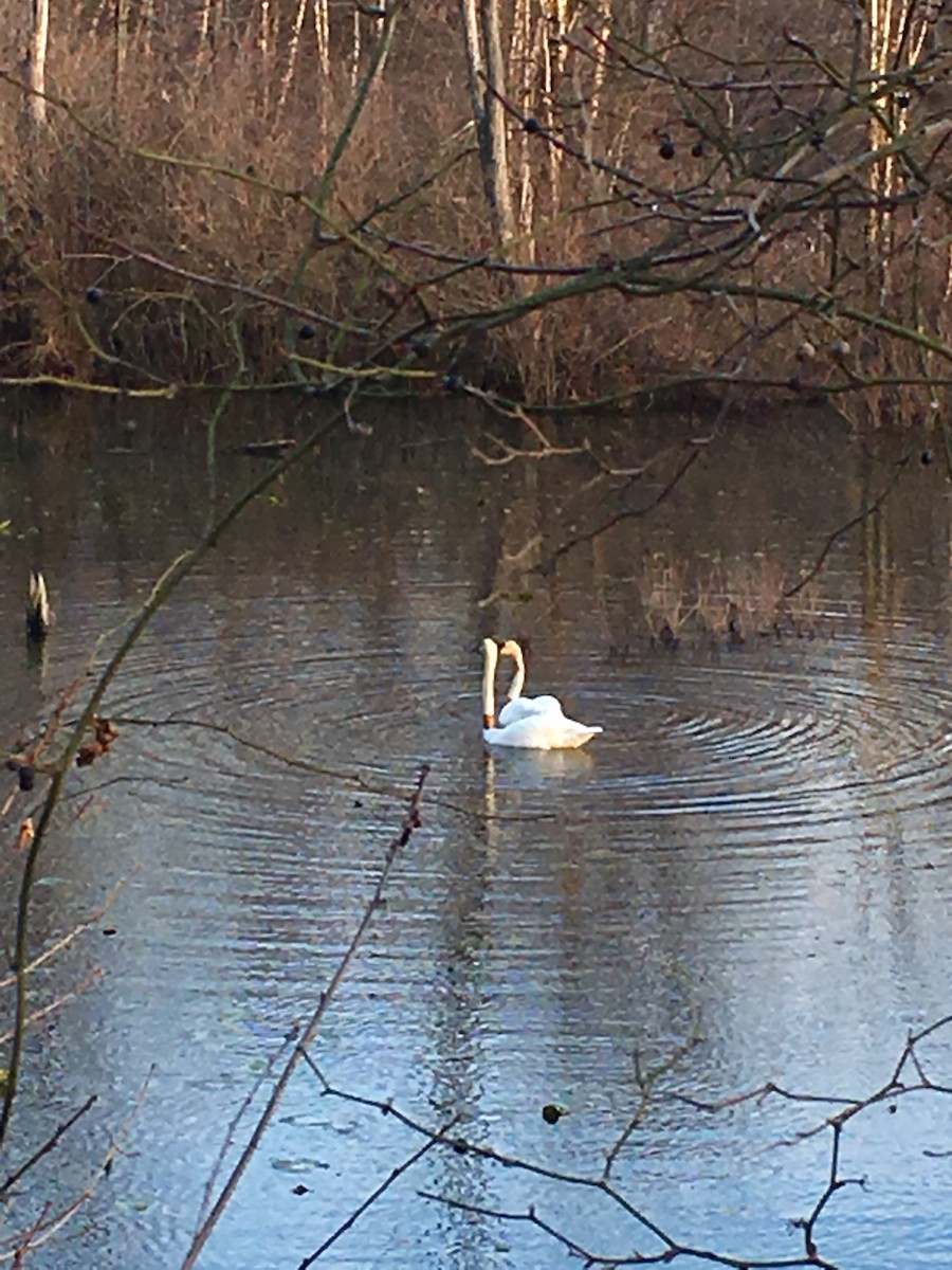 Trumpeter Swan - ML26775561