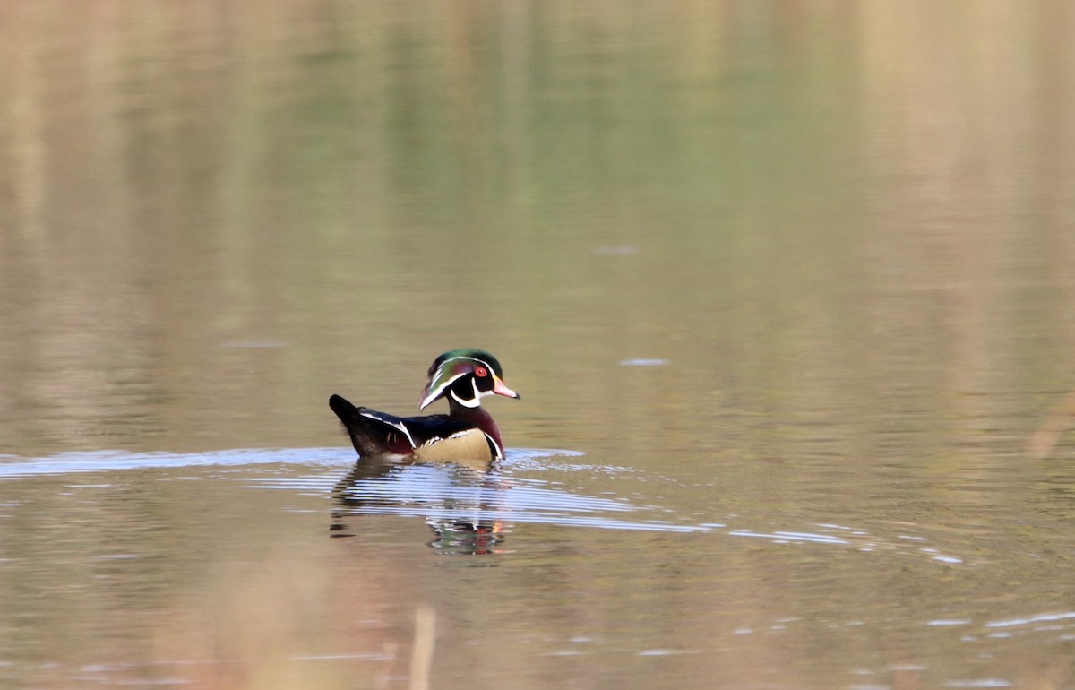 Wood Duck - ML267755711