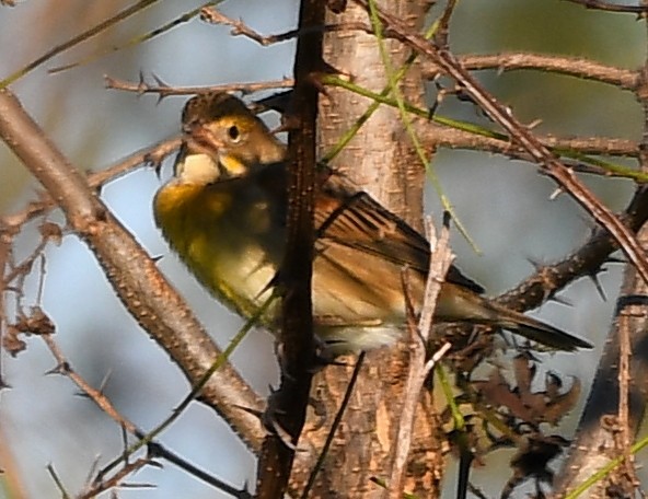 Dickcissel - Jesse Adkins