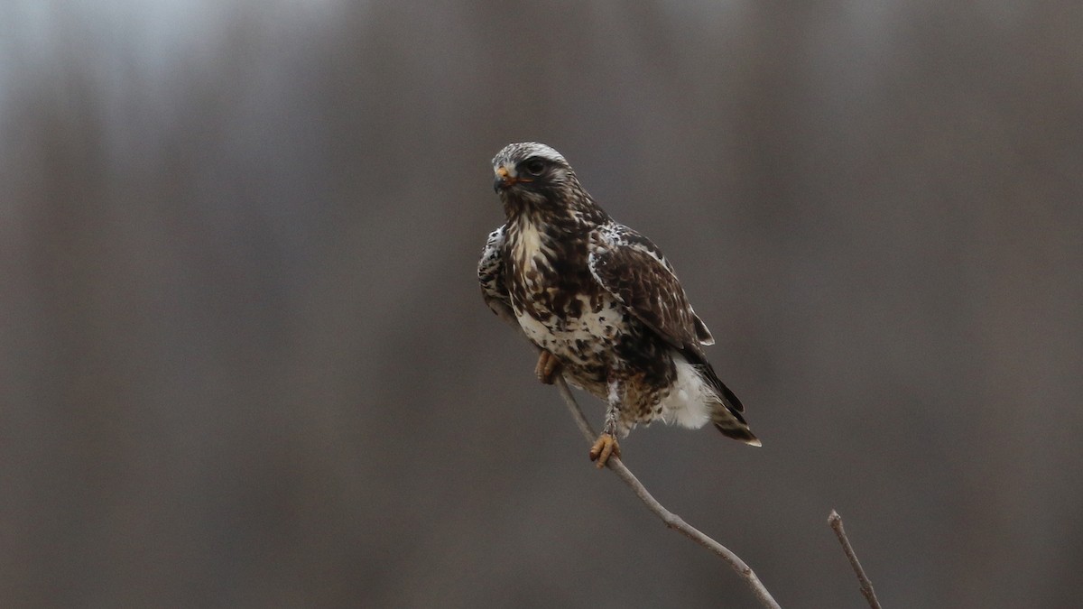 Rough-legged Hawk - Daniel Jauvin